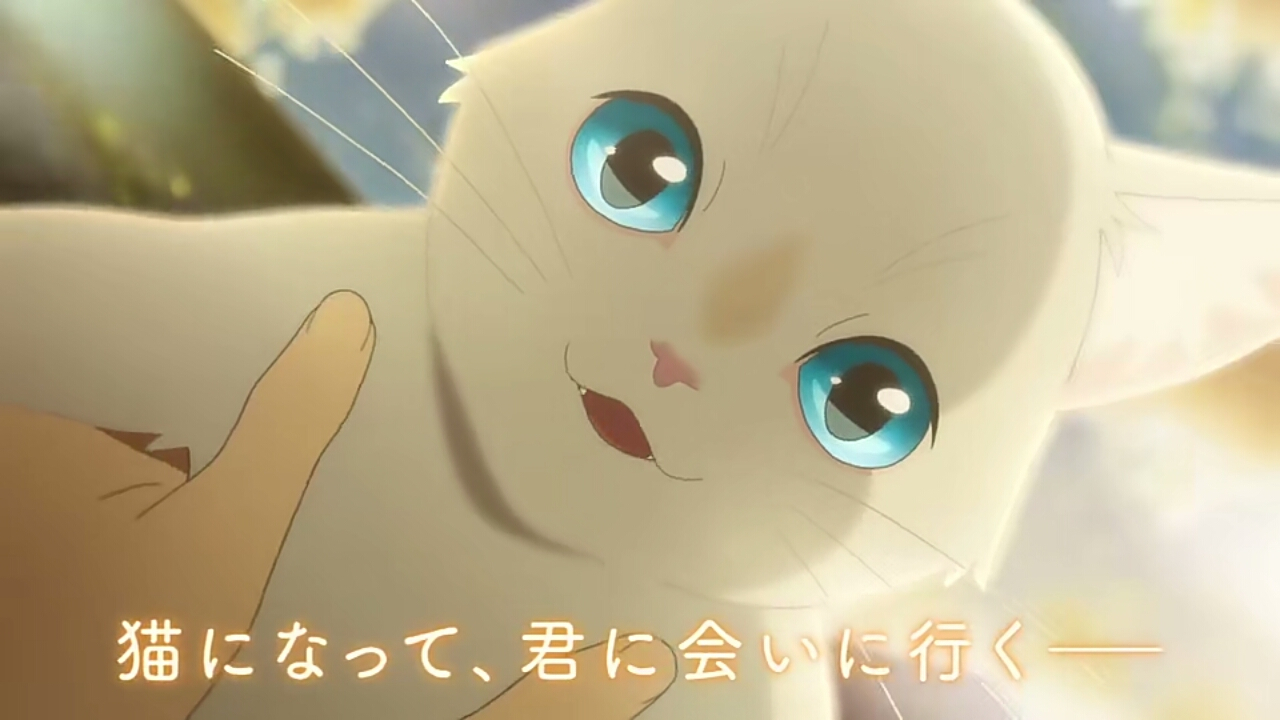 冈田磨里编剧，动画电影「泣きたい私は猫をかぶる」PV公开，6月5日上映！ 次元速报-第5张