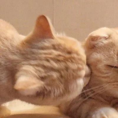 [头像]你喜欢的猫咪端上来啦，可爱猫咪情侣头像~ 头像-第5张
