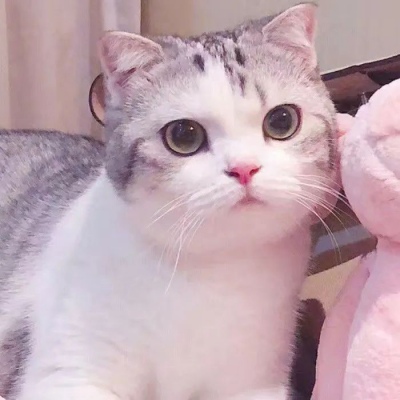 [头像]你喜欢的猫咪端上来啦，可爱猫咪情侣头像~ 头像-第9张