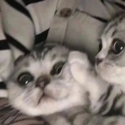 [头像]你喜欢的猫咪端上来啦，可爱猫咪情侣头像~ 头像-第11张