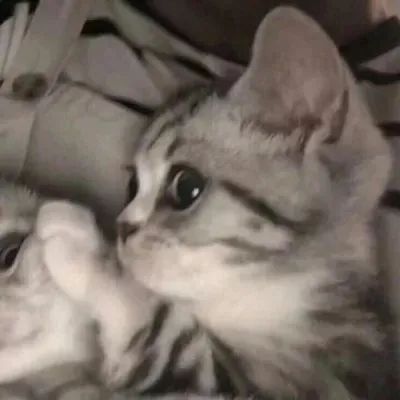 [头像]你喜欢的猫咪端上来啦，可爱猫咪情侣头像~ 头像-第12张