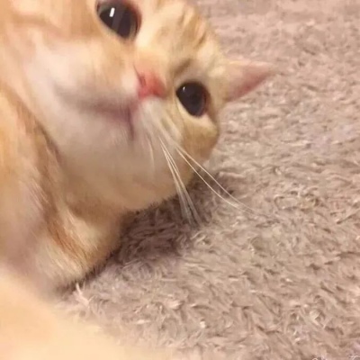 [头像]你喜欢的猫咪端上来啦，可爱猫咪情侣头像~ 头像-第13张
