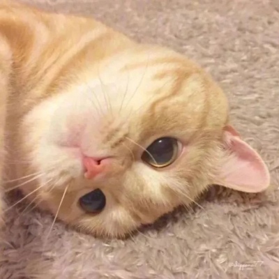 [头像]你喜欢的猫咪端上来啦，可爱猫咪情侣头像~ 头像-第14张
