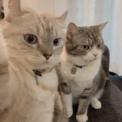 [头像]你喜欢的猫咪端上来啦，可爱猫咪情侣头像~ 头像-第15张