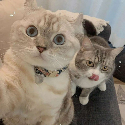[头像]你喜欢的猫咪端上来啦，可爱猫咪情侣头像~ 头像-第16张