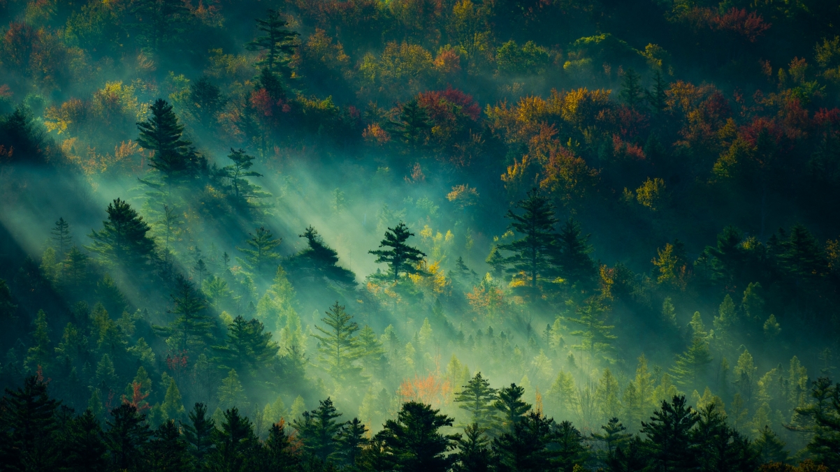阳光树林森林自然风景4k壁纸3840x2160 壁纸-第1张