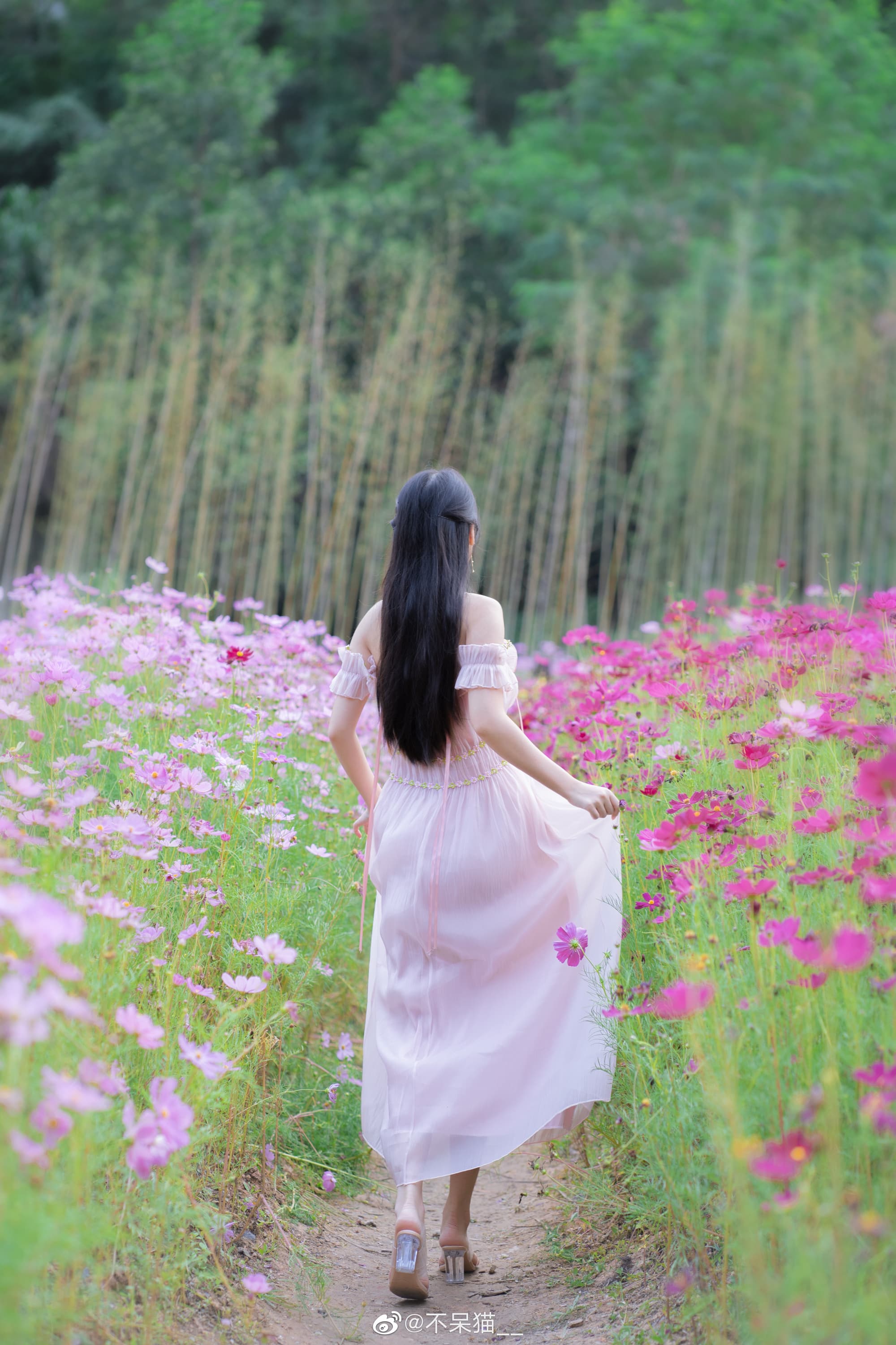终于拍到格桑花了 @不呆猫__ 摄影-第4张